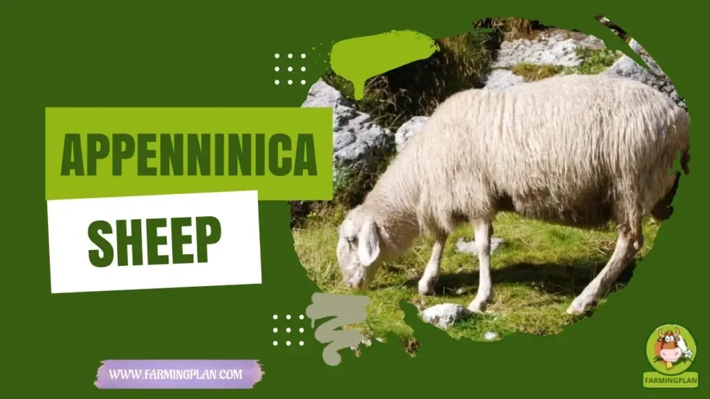 Appenninica Sheep - Farming & Breed Profile Appenninica Sheep characteristics, agricultural utility and breed care guide