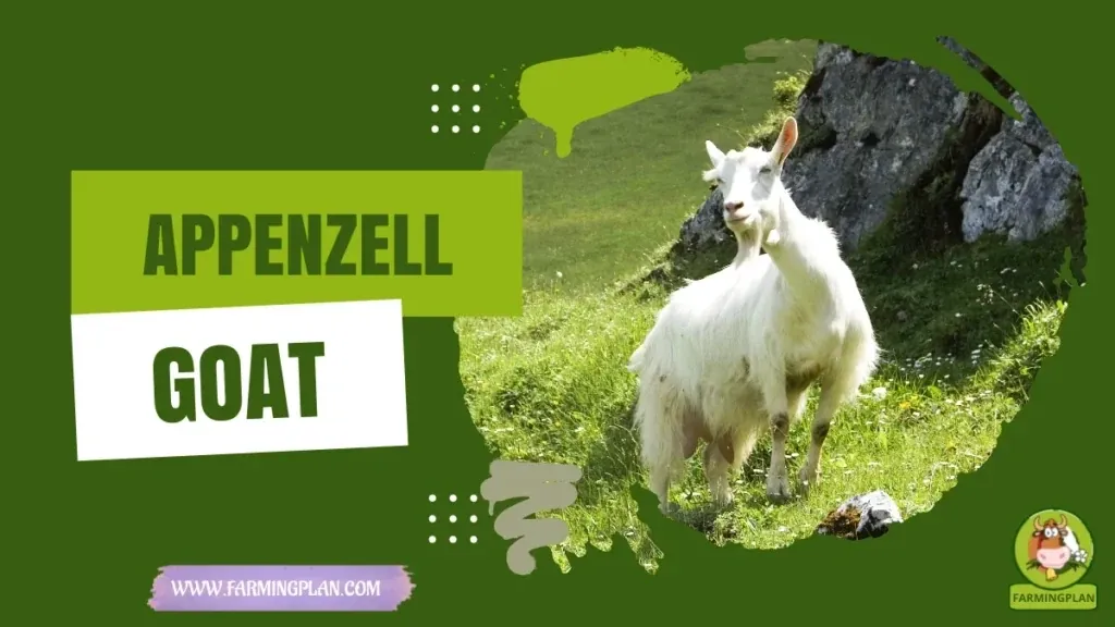 Appenzell Goat Care characteristics, agricultural utility and breed care guide