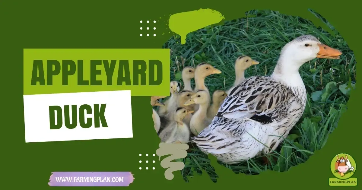 Appleyard Ducks characteristics, agricultural utility and breed care guide