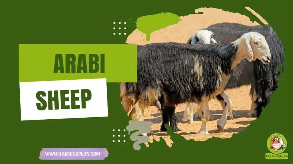 Arabi Sheep characteristics, agricultural utility and breed care guide