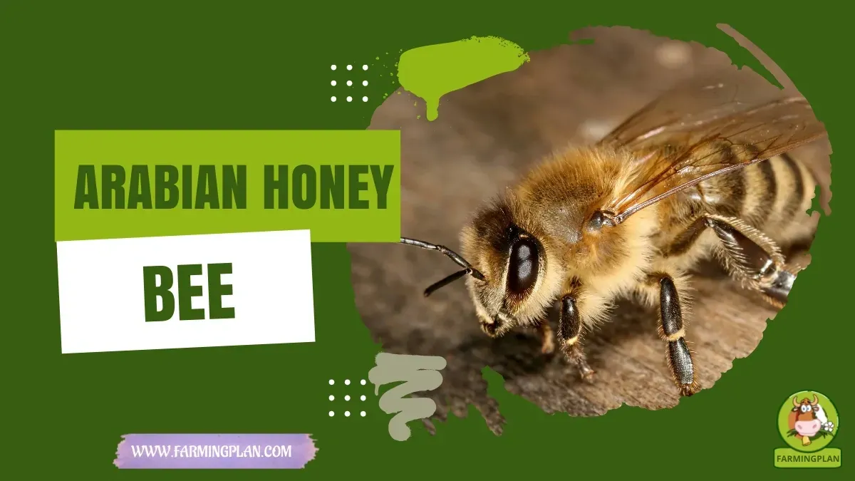 Arabian Honey Bee - Farming & Breed Profile Arabian Honey Bee characteristics, agricultural utility and breed care guide