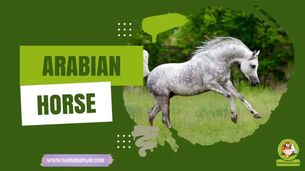 Arabian Horse Care characteristics, agricultural utility and breed care guide