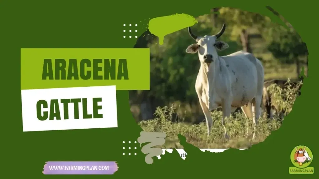 Aracena Cattle characteristics, agricultural utility and breed care guide