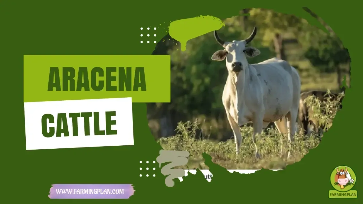 Aracena Cattle characteristics, agricultural utility and breed care guide