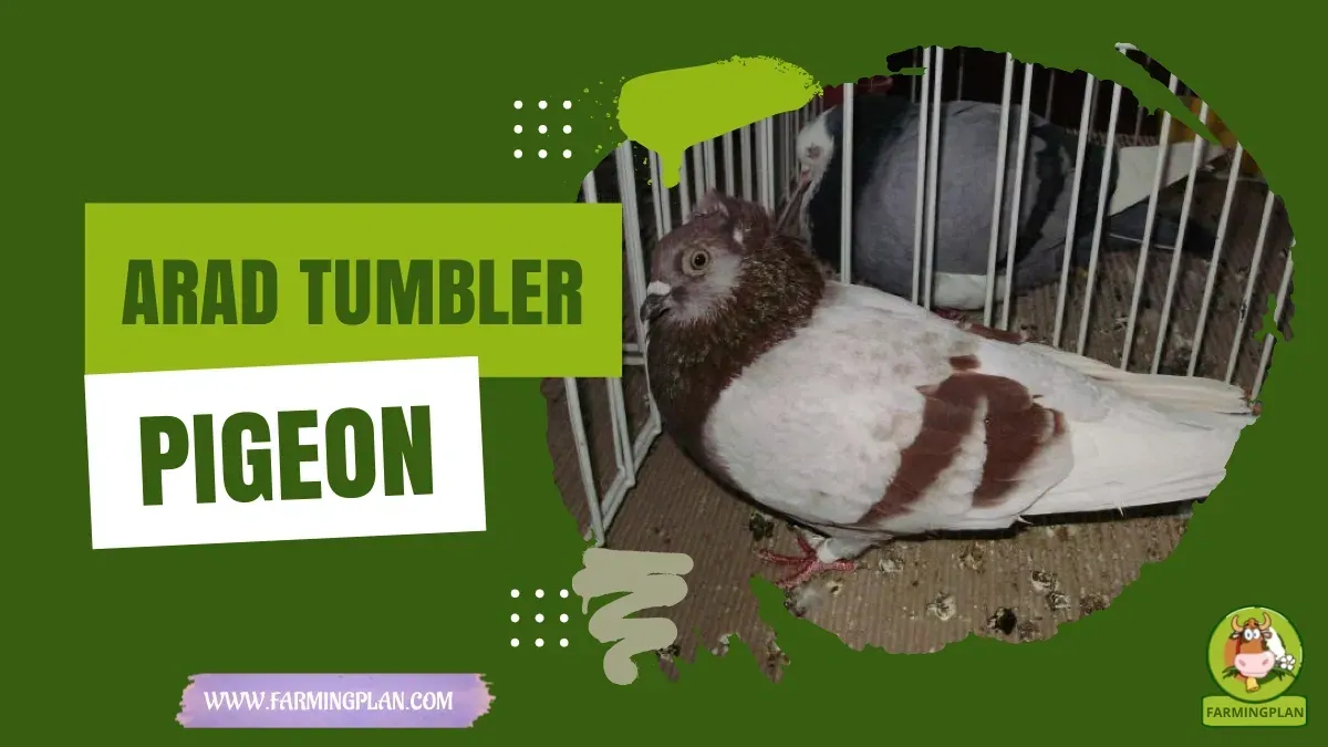 Arad Tumbler Pigeon characteristics, agricultural utility and breed care guide