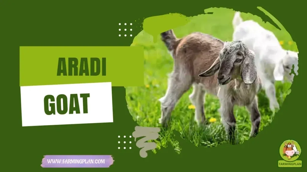 Aradi Goat - Farming & Breed Profile Aradi Goat characteristics, agricultural utility and breed care guide