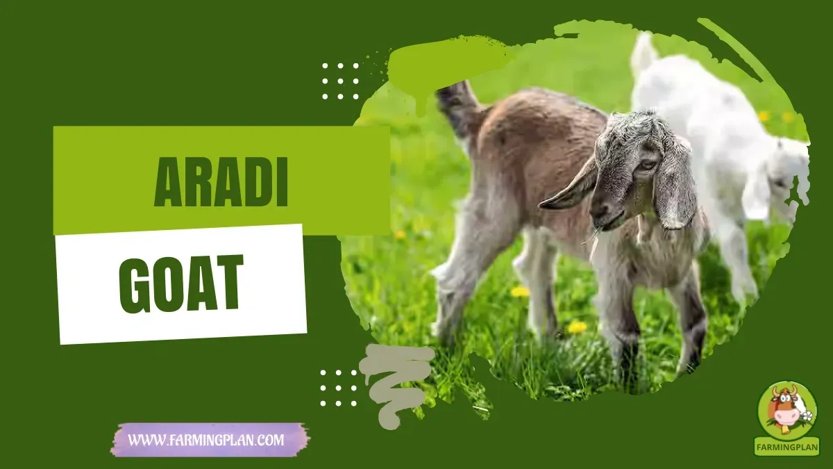 Aradi Goat characteristics, agricultural utility and breed care guide