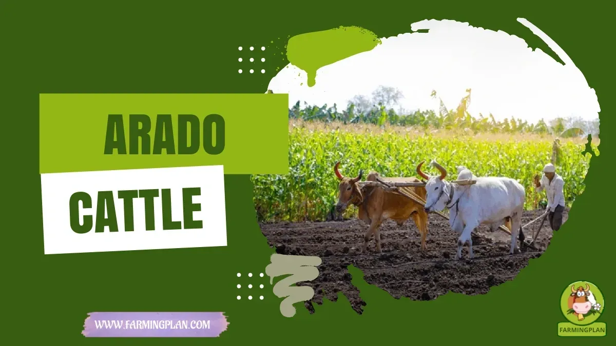 Arado Cattle - Farming & Breed Profile Arado Cattle characteristics, agricultural utility and breed care guide