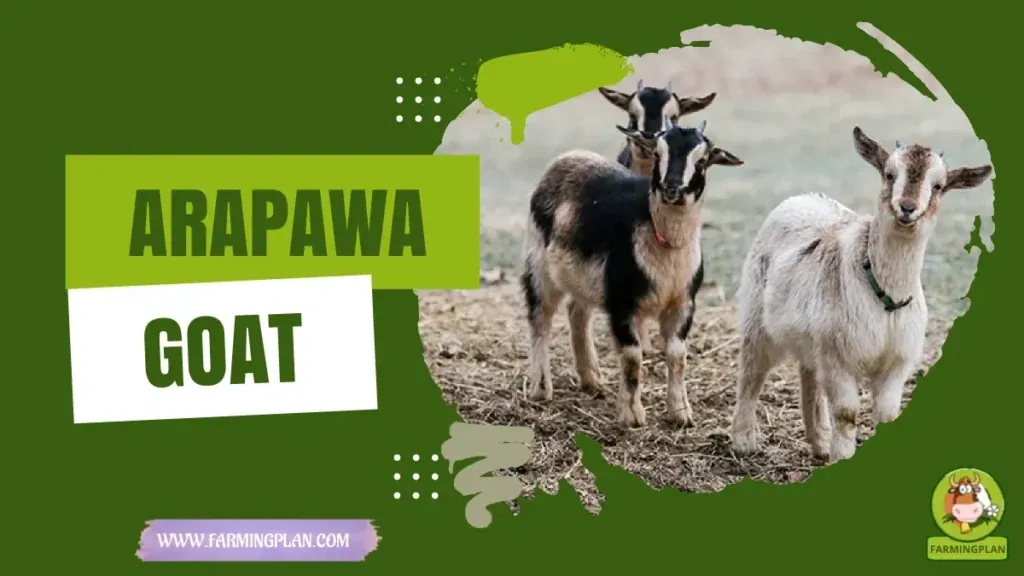 Arapawa Goat characteristics, agricultural utility and breed care guide