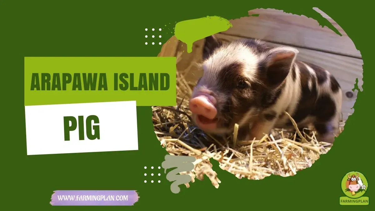Arapawa Island Pig - Farming & Breed Profile Arapawa Island Pig characteristics, agricultural utility and breed care guide