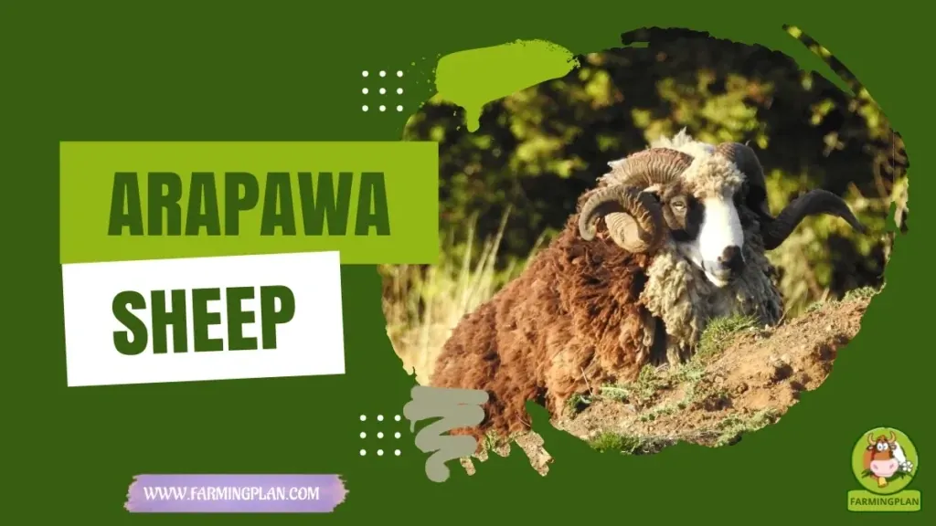 Arapawa Sheep characteristics, agricultural utility and breed care guide