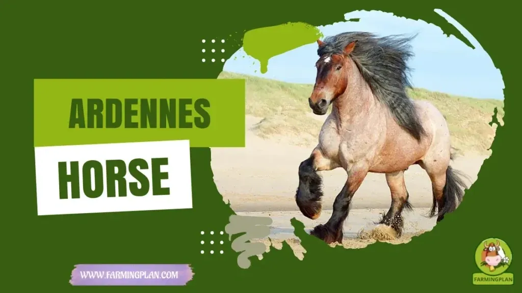 Ardennes Horse Care Made Easy characteristics, agricultural utility and breed care guide