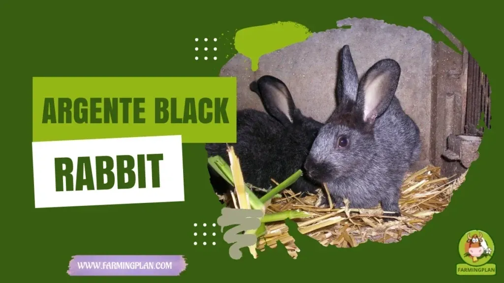 Argent Black Rabbit characteristics, agricultural utility and breed care guide