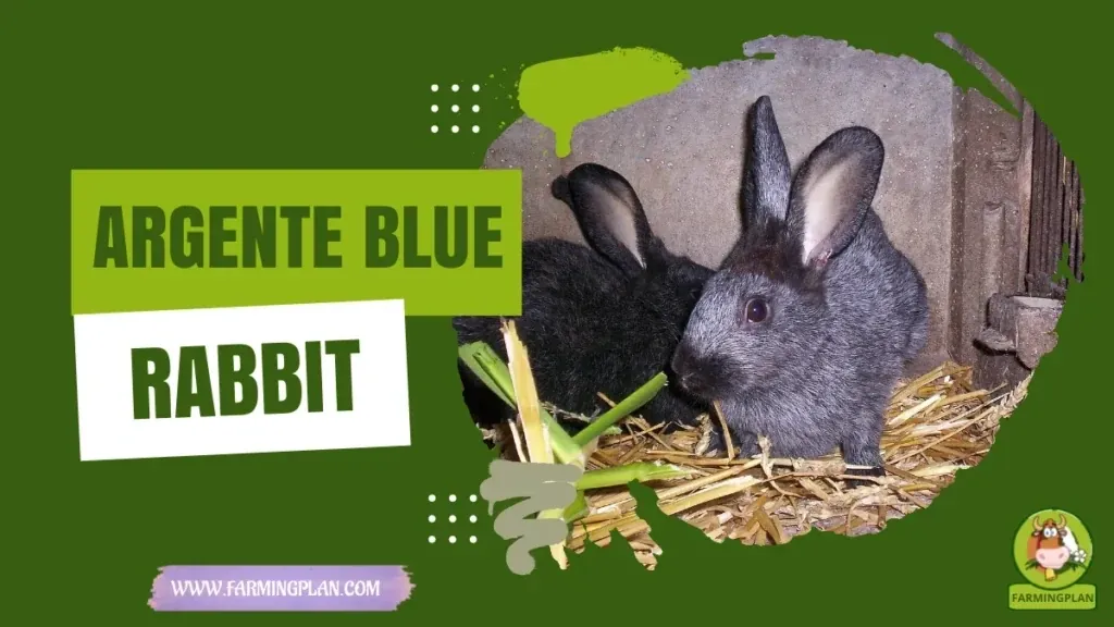 Argente Blue Rabbit characteristics, agricultural utility and breed care guide