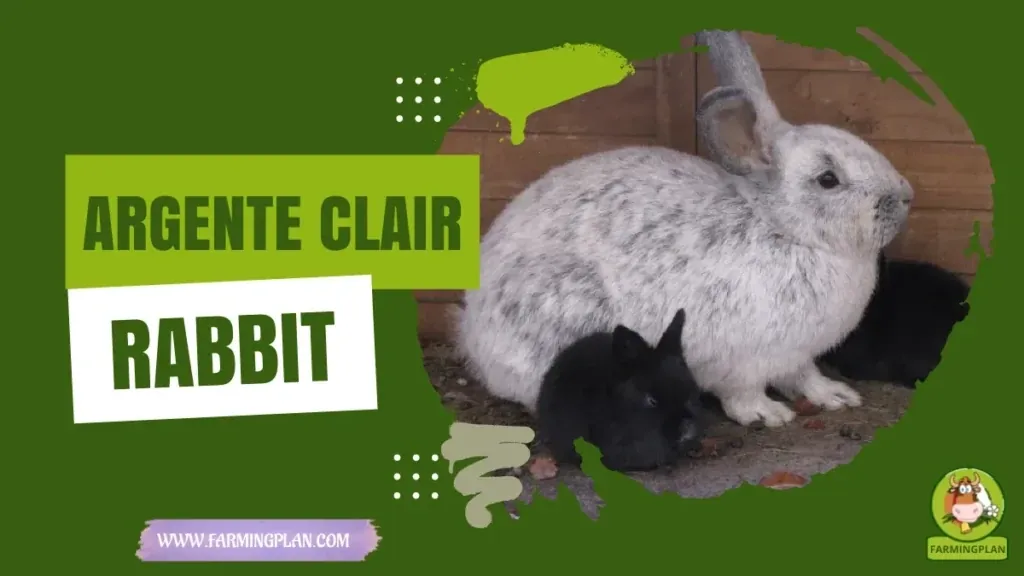 Argente Clair Rabbit - Farming & Breed Profile Argente Clair Rabbit characteristics, agricultural utility and breed care guide
