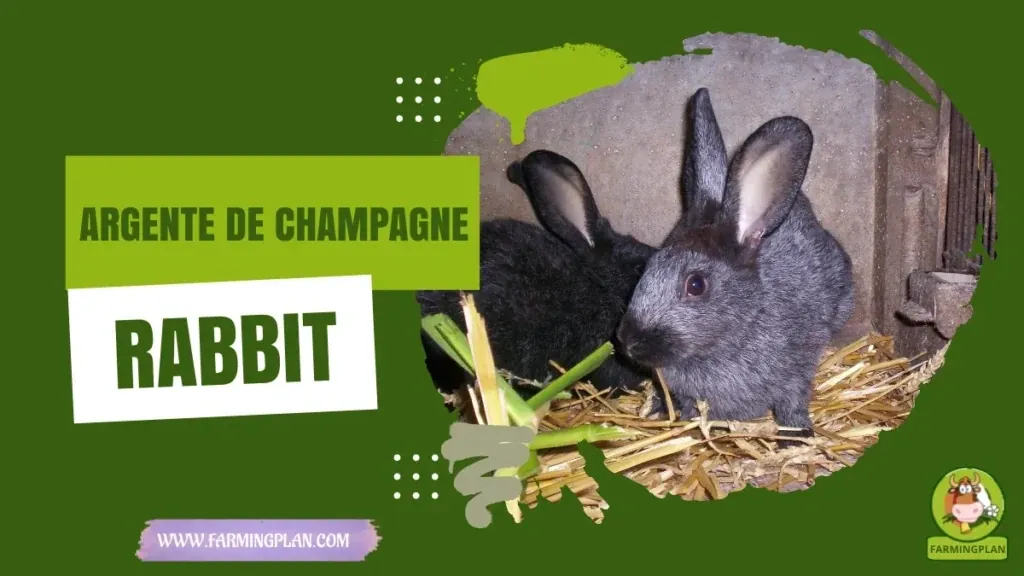 Argent De Champagne Rabbit characteristics, agricultural utility and breed care guide
