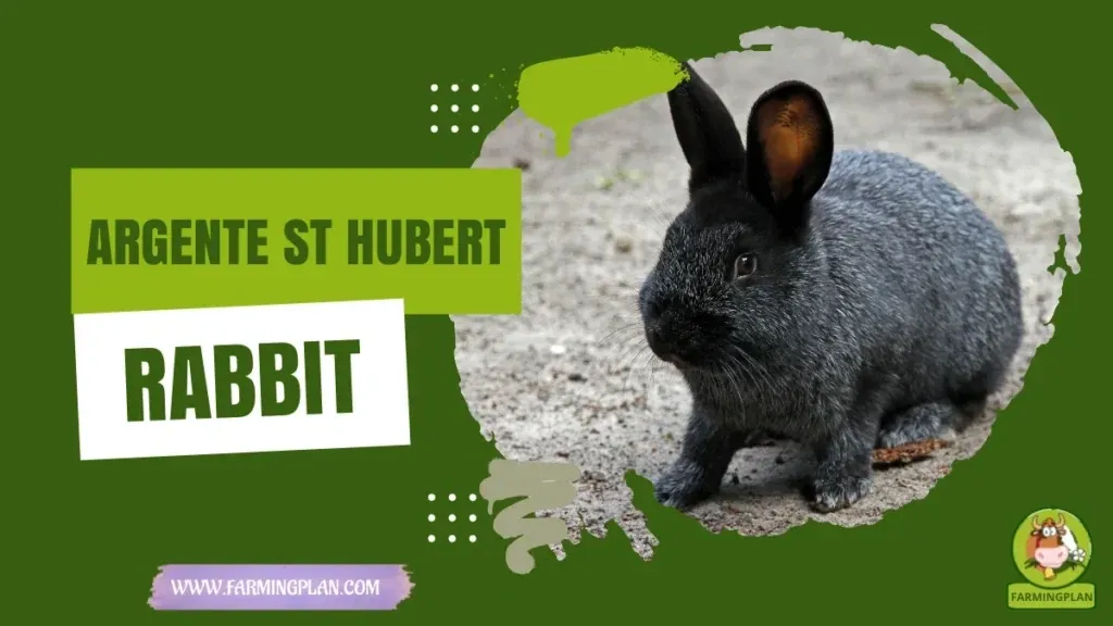 Argente St Hubert Rabbit - Farming & Breed Profile Argente St Hubert Rabbit characteristics, agricultural utility and breed care guide