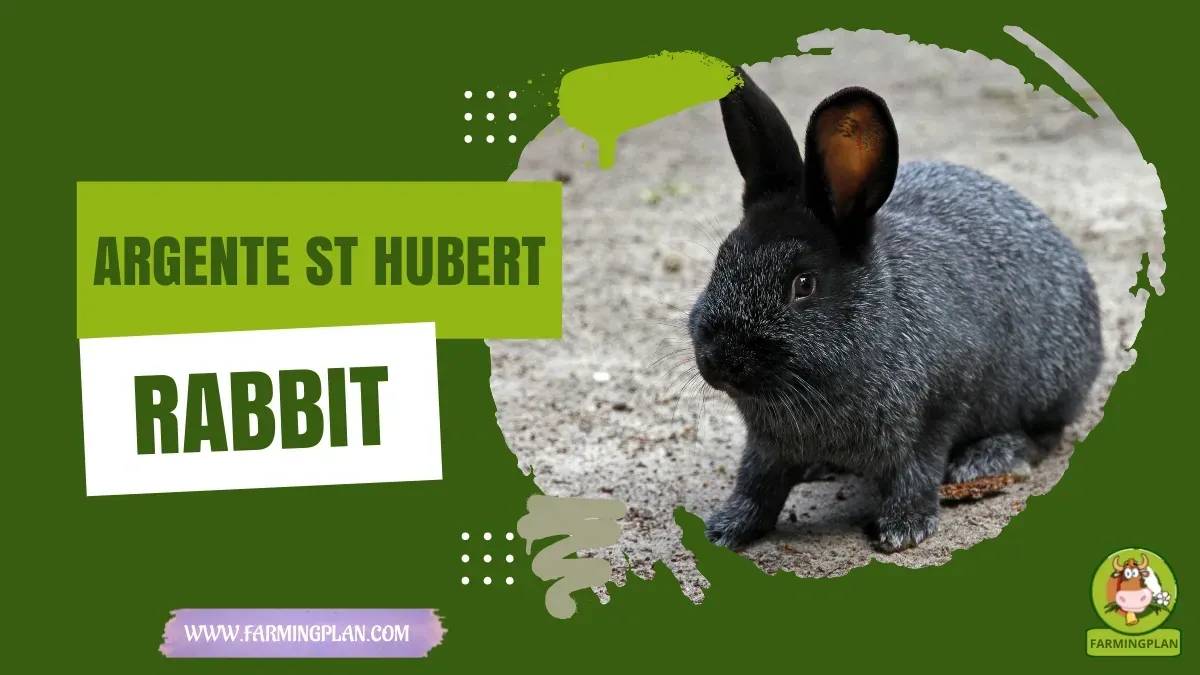 Argente St Hubert Rabbit - Farming & Breed Profile argente st hubert rabbit