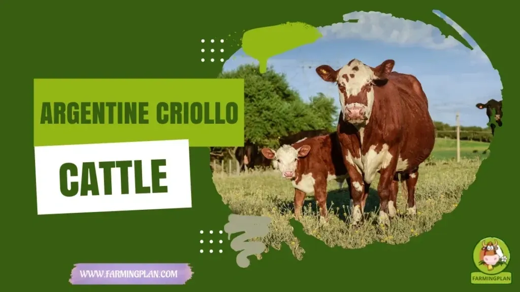 Argentine Criollo Cattle characteristics, agricultural utility and breed care guide