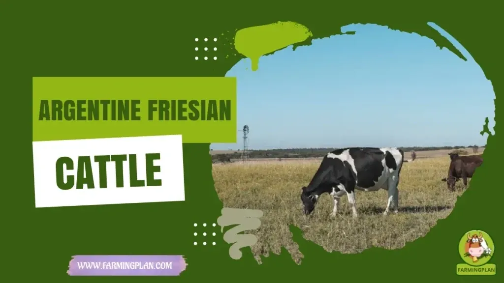 Argentine Friesian Cattle characteristics, agricultural utility and breed care guide