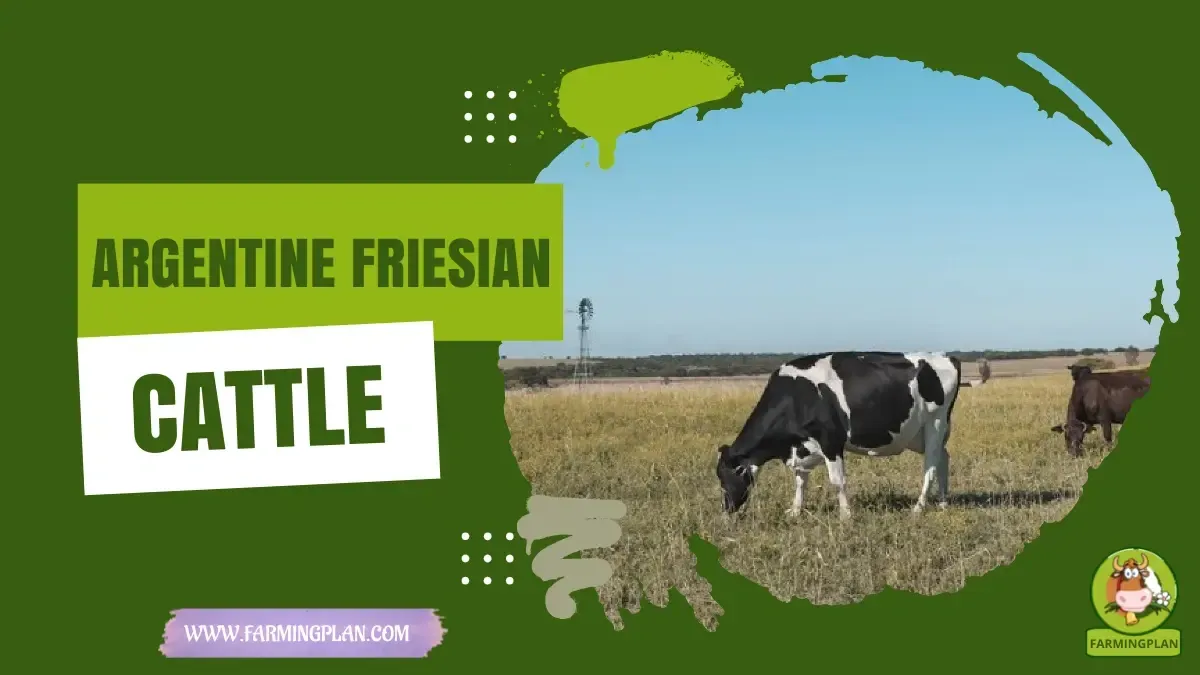 argentine friesian cattle
