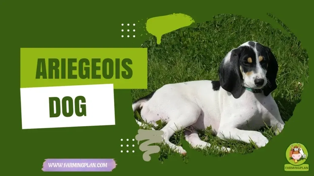 Ariegeois Dog characteristics, agricultural utility and breed care guide