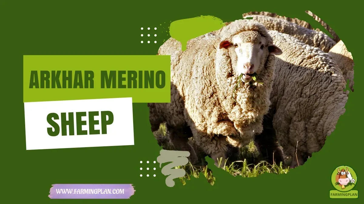 Arkhar-Merino Sheep characteristics, agricultural utility and breed care guide