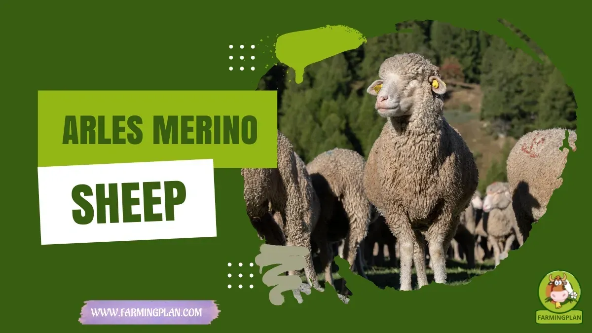 Arles Merino Sheep characteristics, agricultural utility and breed care guide