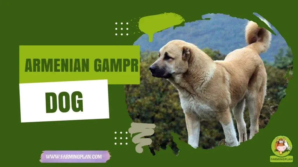 Armenian Gampr Dog characteristics, agricultural utility and breed care guide