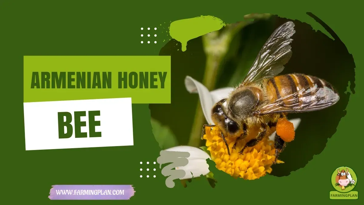 Armenian Honey Bee characteristics, agricultural utility and breed care guide