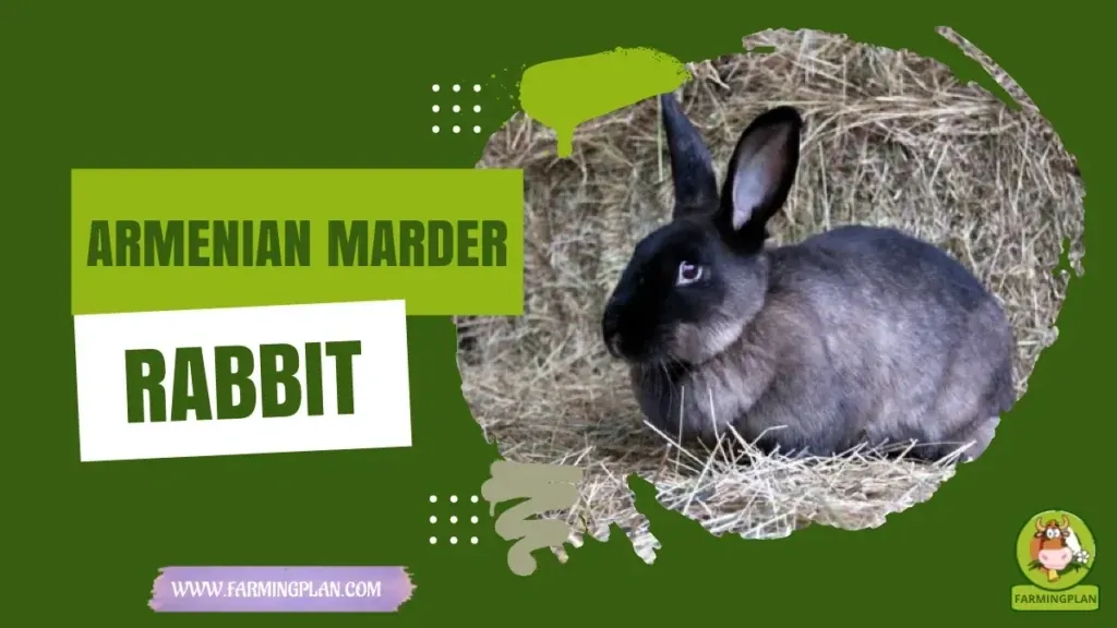 Armenian Marder Rabbit characteristics, agricultural utility and breed care guide