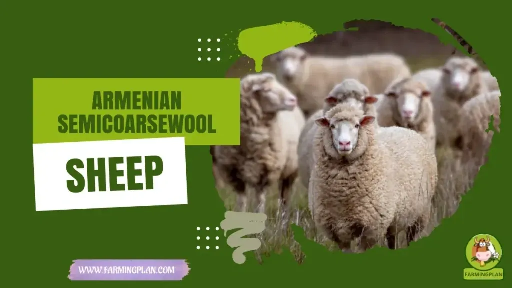 Armenian Semicoarsewool Sheep - Farming & Breed Profile Armenian Semicoarsewool Sheep