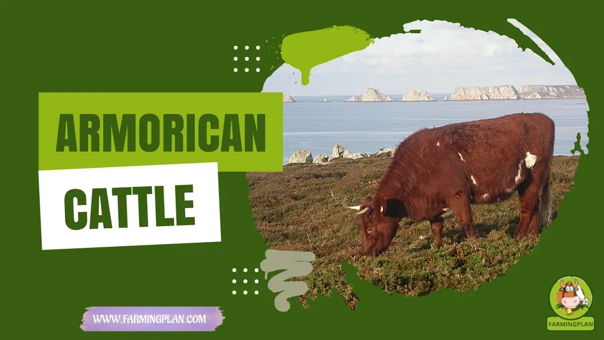 Armorican Cattle Care characteristics, agricultural utility and breed care guide