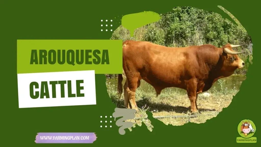 Arouquesa Cattle - Farming & Breed Profile Arouquesa Cattle characteristics, agricultural utility and breed care guide