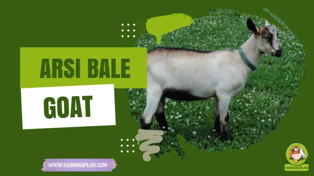 Arsi-Bale Goat characteristics, agricultural utility and breed care guide