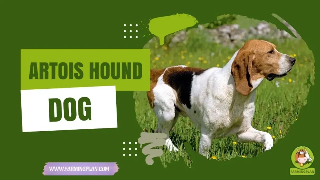 Artois Hound Dog - Farming & Breed Profile Artois Hound Dog characteristics, agricultural utility and breed care guide