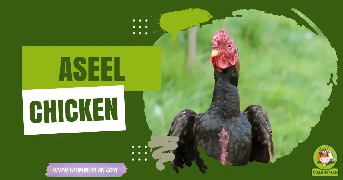 Aseel Chicken characteristics, agricultural utility and breed care guide