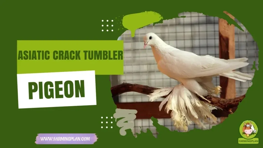 Asiatic Crack Tumbler Pigeon characteristics, agricultural utility and breed care guide