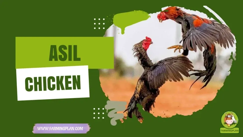 Asil Chicken characteristics, agricultural utility and breed care guide