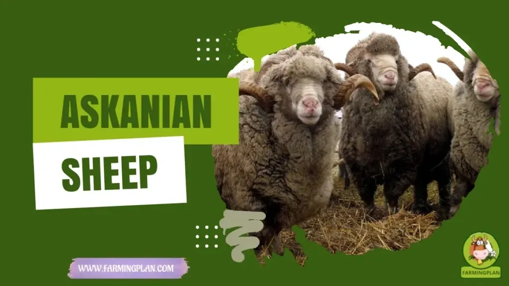 Askanian Sheep characteristics, agricultural utility and breed care guide