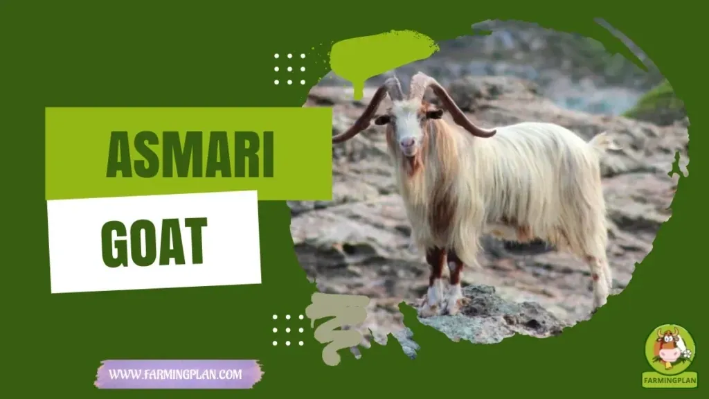 Asmari Goat characteristics, agricultural utility and breed care guide