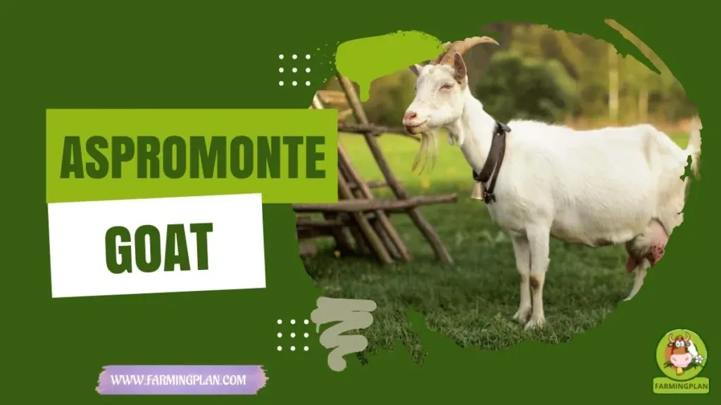Aspromonte Goat characteristics, agricultural utility and breed care guide