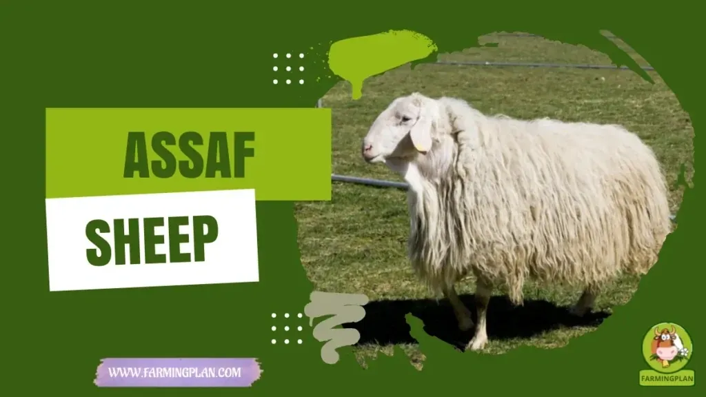 Assaf Sheep characteristics, agricultural utility and breed care guide