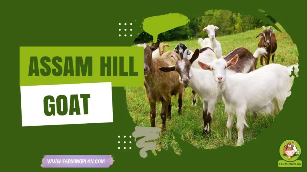 Assam Hill Goat - Farming & Breed Profile Assam Hill Goat characteristics, agricultural utility and breed care guide