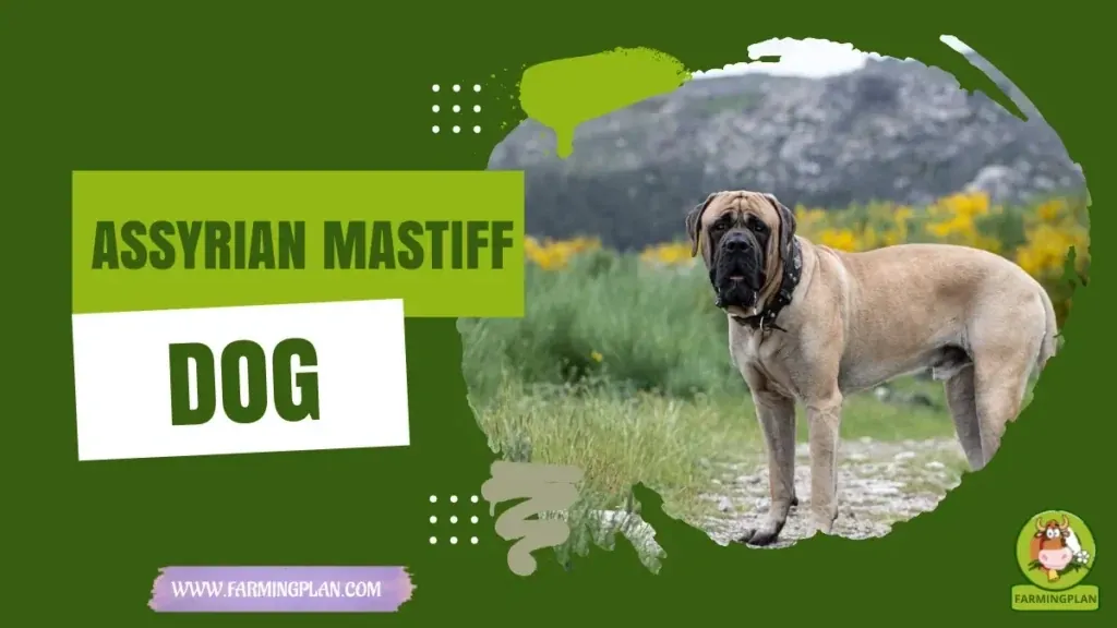 Assyrian Mastiff Dog characteristics, agricultural utility and breed care guide