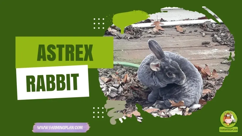 Astrex Rabbit - Farming & Breed Profile Astrex Rabbit characteristics, agricultural utility and breed care guide