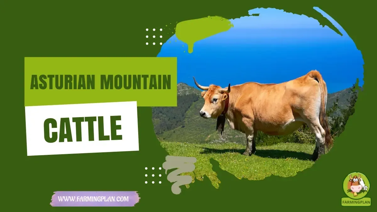 Asturian Mountain Cattle - Farming & Breed Profile asturian mountain cattle