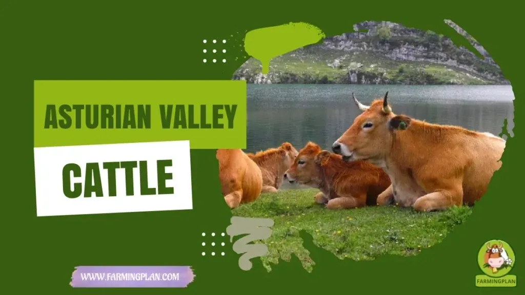 Asturian Valley Cattle characteristics, agricultural utility and breed care guide