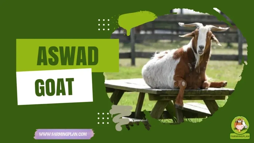 Aswad Goat characteristics, agricultural utility and breed care guide