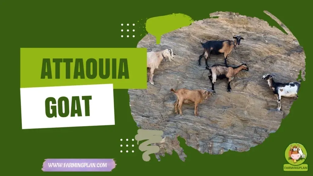 Attaouia Goat characteristics, agricultural utility and breed care guide